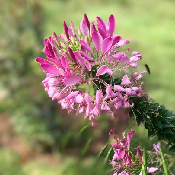 Meet your Posher, Teri - Picture 4 of 6